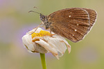 Brauner Waldvogel Aphantopus hyperantus