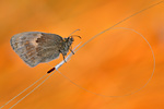 Kleiner Heufalter Coenonympha pamphilus