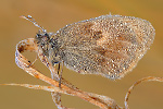 Kleiner Heufalter Coenonympha pamphilus