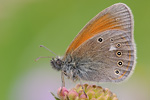 Rostbraunes Wiesenvögelchen Coenonympha glycerion