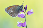 Rostbraunes Wiesenvögelchen Coenonympha glycerion