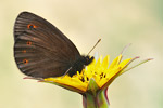 Rundaugen-Mohrenfalter Erebia medusa