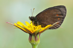 Rundaugen-Mohrenfalter Erebia medusa