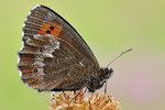 Bergwald-Mohrenfalter Erebia euryale