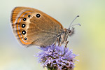 Darwins-Wiesenvögelchen Coenonympha gardetta darwiniana