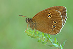 Brauner Waldvogel Aphantopus hyperantus