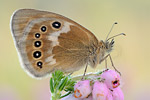 Großes Wiesenvögelchen Coenonympha tullia