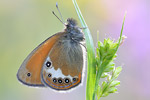 Darwins-Wiesenvögelchen Coenonympha gardetta darwiniana