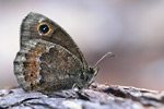 Weißkernauge Satyrus ferula