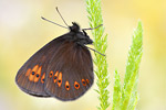 Gelbäugiger Mohrenfalter Erebia alberganus