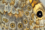 Mauerfuchs Lasiommata megera