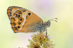 Dunkles Wiesenvögelchen Coenonympha dorus (2015-02-10)