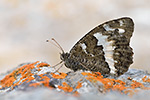 Weißer Waldportier Brintesia circe (2015-02-10)