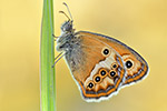 Dunkles Wiesenvögelchen Coenonympha dorus (2015-02-10)