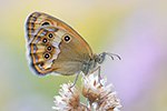 Dunkles Wiesenvögelchen Coenonympha dorus (2015-02-10)