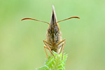 Brauner Waldvogel Aphantopus hyperantus