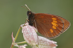 Gelbgefleckter Mohrenfalter Erebia manto