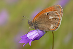 Rostbraunes Wiesenvögelchen Coenonympha glycerion