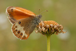 Weißbindiges Wiesenvögelchen Coenonympha arcania