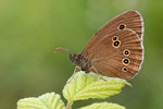 Brauner Waldvogel Aphantopus hyperantus