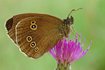 Brauner Waldvogel Aphantopus hyperantus