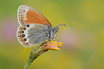 Alpen-Wiesenvögelchen Coenonympha gardetta