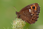 Weißbindiger Mohrenfalter Erebia ligea