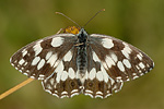 Schachbrettfalter Melanargia galathea