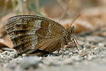 Blauäugiger Waldportier Minois dryas