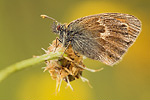 Kleiner Heufalter Coenonympha pamphilus