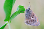 Kleiner Heufalter Coenonympha pamphilus