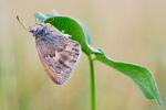 Kleiner Heufalter Coenonympha pamphilus