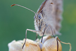 Kleiner Heufalter Coenonympha pamphilus