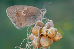 Kleiner Heufalter Coenonympha pamphilus