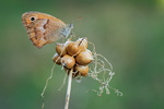 Kleines Ochsenauge Maniola lycaon