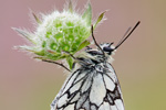 Schachbrettfalter Melanargia galathea