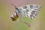 Schachbrettfalter Melanargia galathea