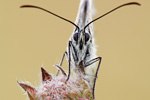 Schachbrettfalter Melanargia galathea