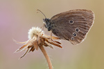 Brauner Waldvogel Aphantopus hyperantus