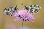 Schachbrettfalter Melanargia galathea