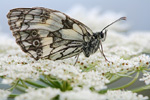 Schachbrettfalter Melanargia galathea