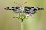 Schachbrettfalter Melanargia galathea