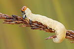 Blattwespenlarve Symphyta species
