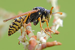 Gallische Feldwespe Polistes dominulus