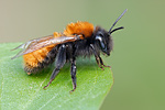 Rotpelzige Sandbiene Andrena fulva