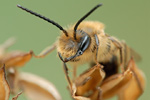 Rotbeinige Sandbiene Andrena dorsata