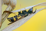 Knotenwespe Cerceris rybyensis