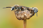 Furchenbiene Lasioglossum-albiceps