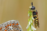 Bienenwolf Philantus triangulum