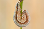 Blattwespenlarve Larva